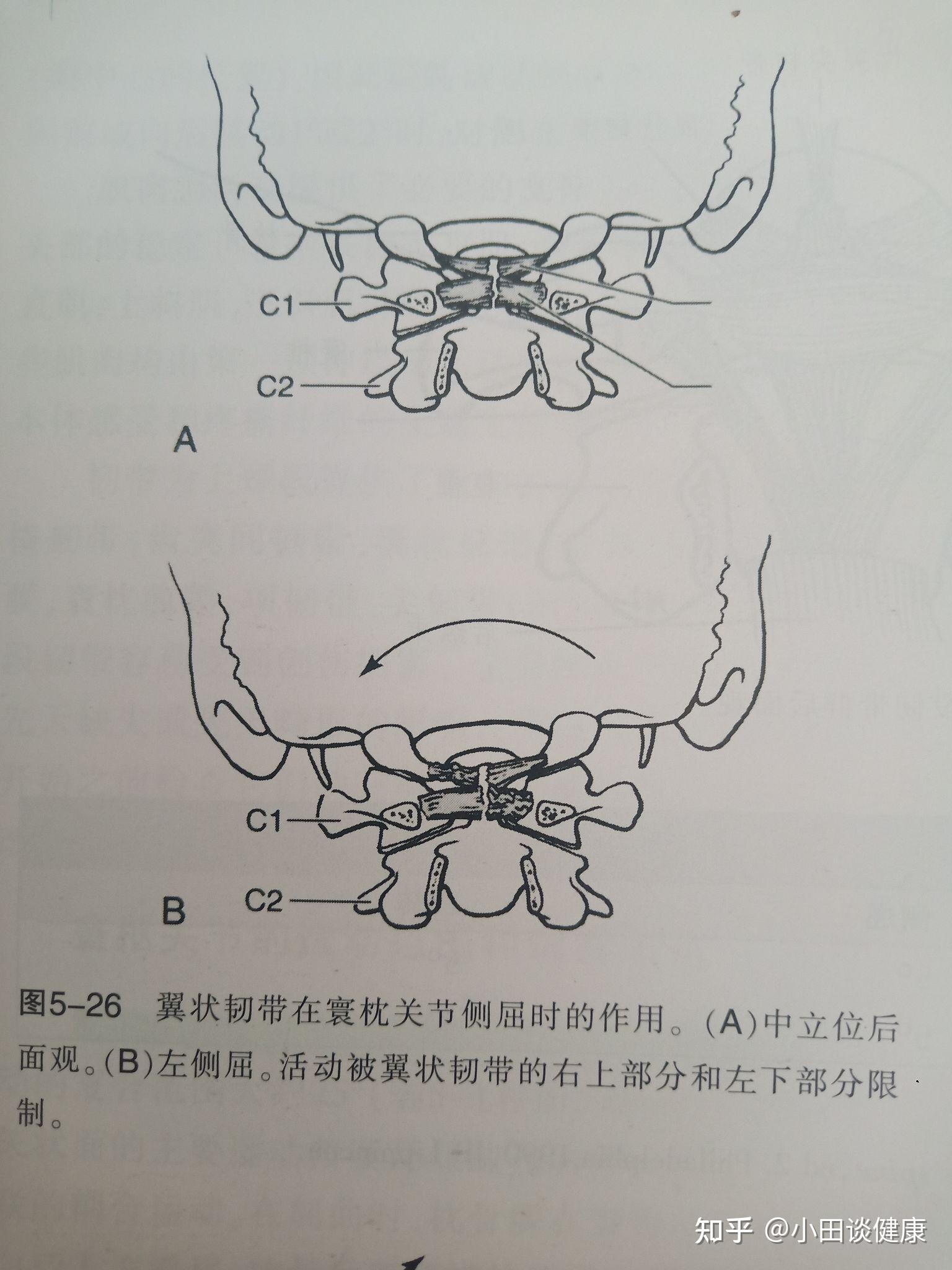 寰樞關節的運動範圍和運動形式