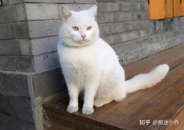 谁说土猫土,这些国内常见的土猫,你告诉我究竟哪里土 - 知乎