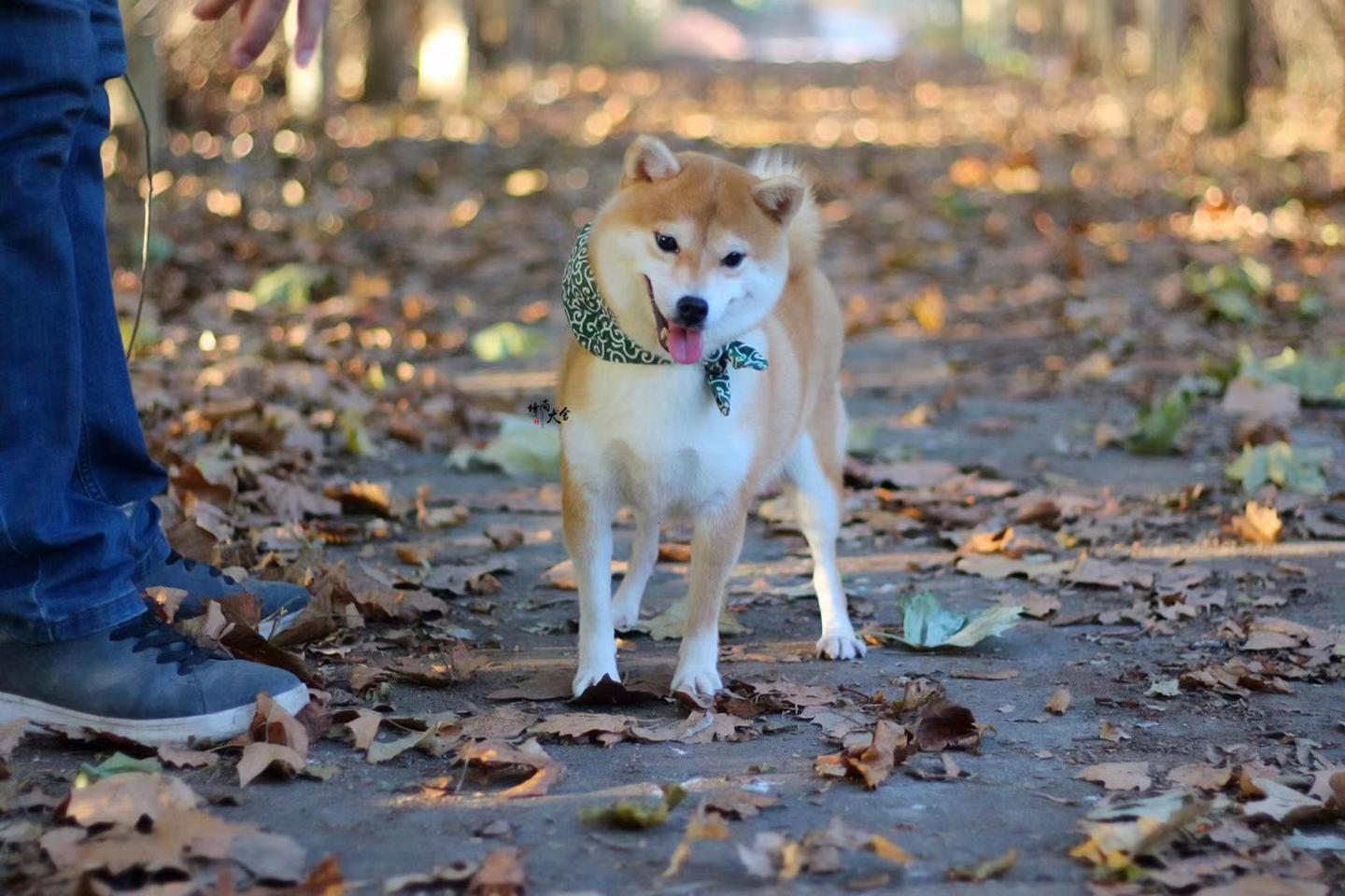 关于锋尚犬舍柴犬繁殖问题 柴犬正常一年可以生几胎 知乎