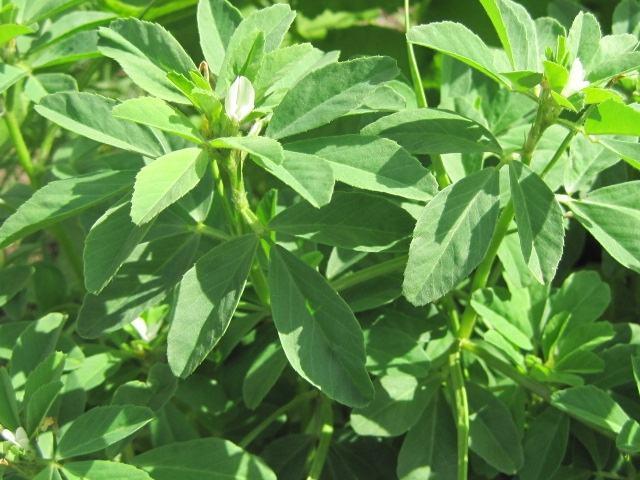 (图片源自于网络)白凤菜:多年生宿根草本植物,全株肉质,直立.