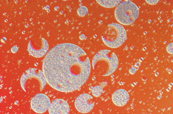 菊糖显微镜图片