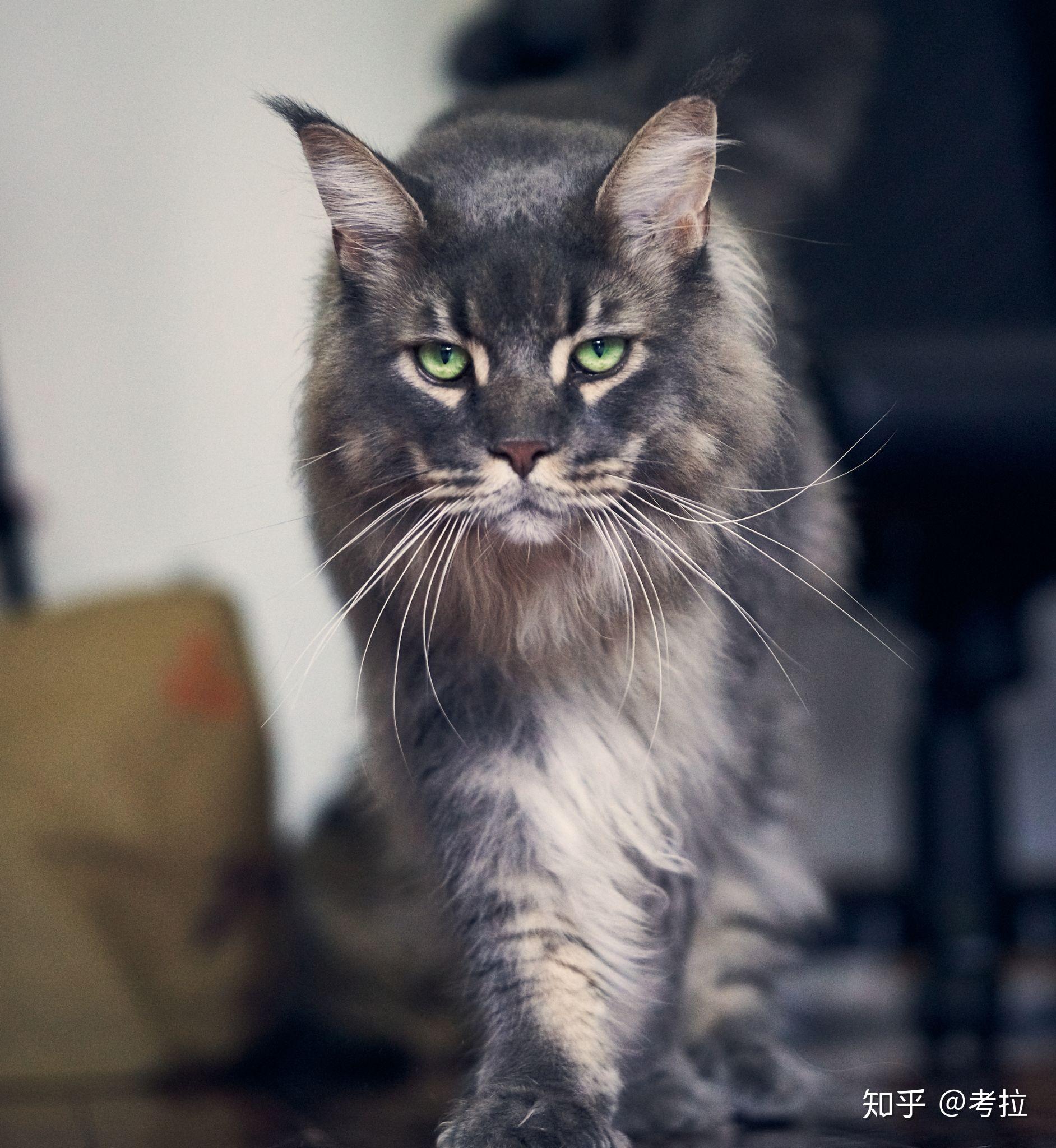 养缅因猫有什么缺点,你后悔选择养缅因猫吗? - 知乎