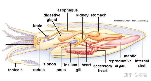 图说消化系统 Digestive System 无脊椎动物 知乎