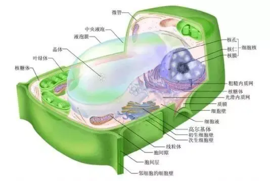 葡萄去老叶 不光为减少病害 知乎