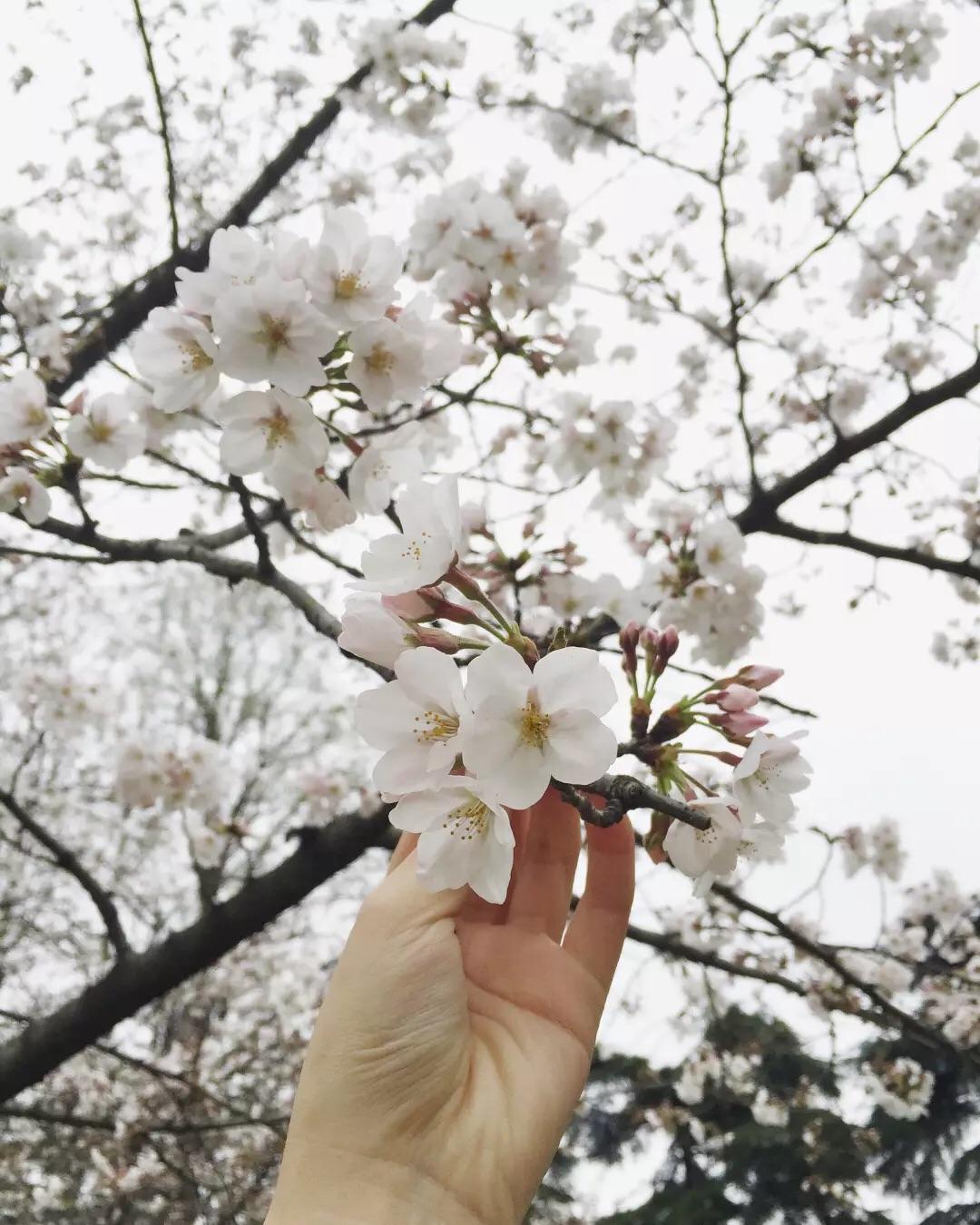 你用过最好的p图软件有哪些? - 知乎