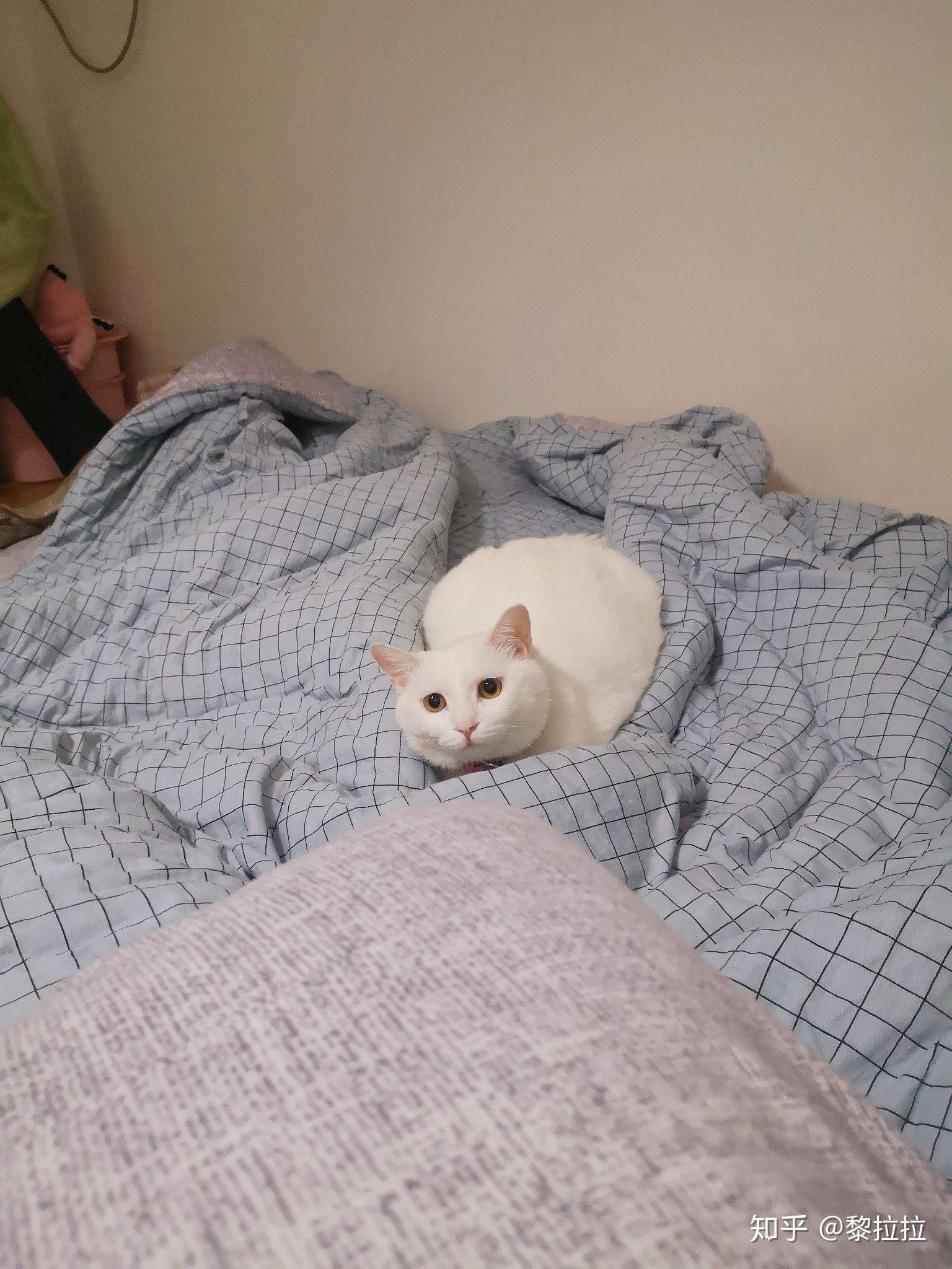 纯白英短跟普通白猫的区别到底在哪里?