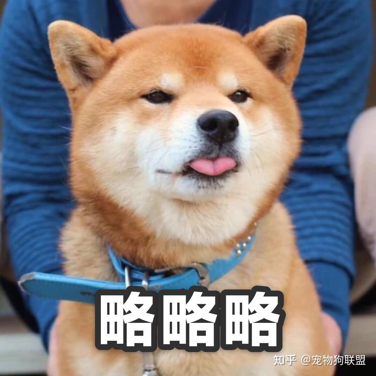 柴犬贱贱表情包图片