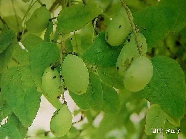 八月瓜盆景的鉴赏以及栽培养护