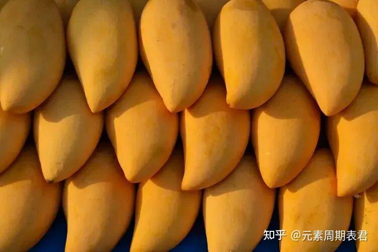杧果是一种什么样的果树 - 知乎