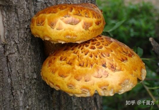 这个伞不能遮雨,但能消食,醒脑,抗肿瘤——黄伞 - 知乎