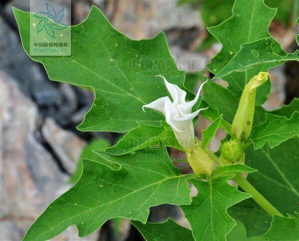 请问下大神们这是什么植物有什么作用