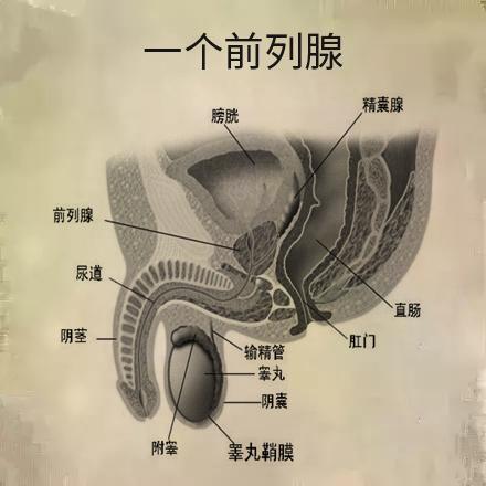 小便分叉示意图图片