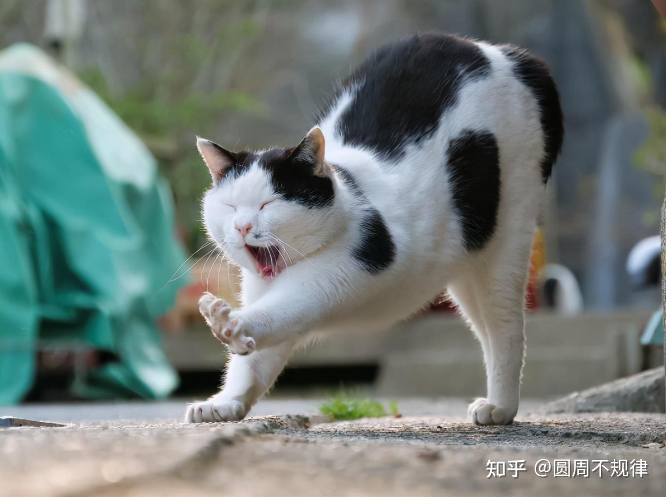 猫咪弓背原来是想表达这些意思