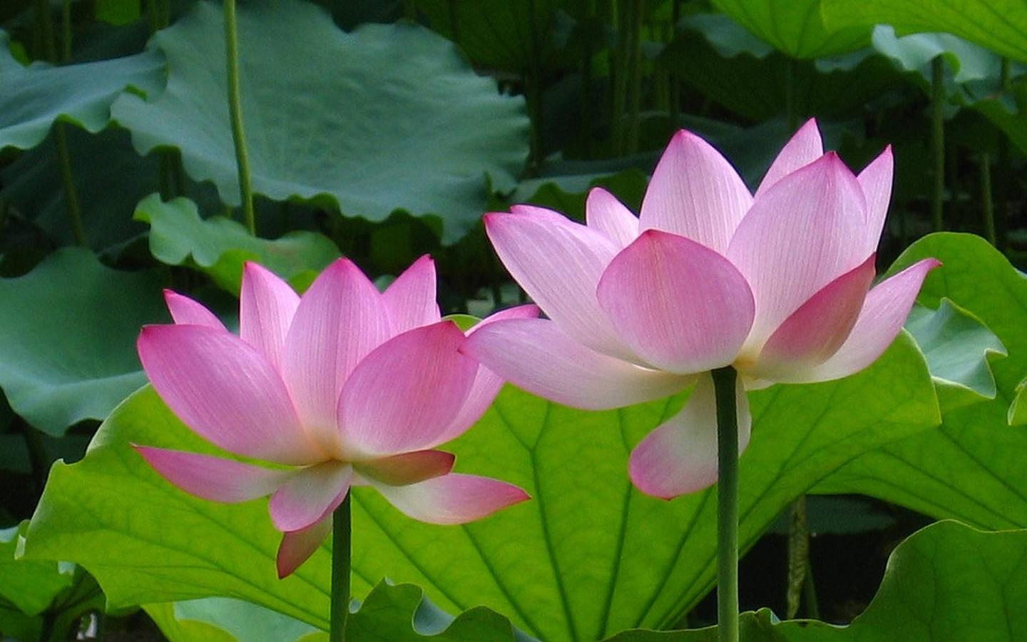 帝释从野干受戒法 知乎