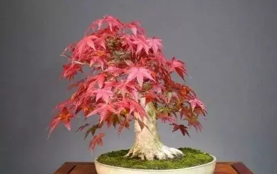 秋天盆栽推荐 红枫欣赏 知乎
