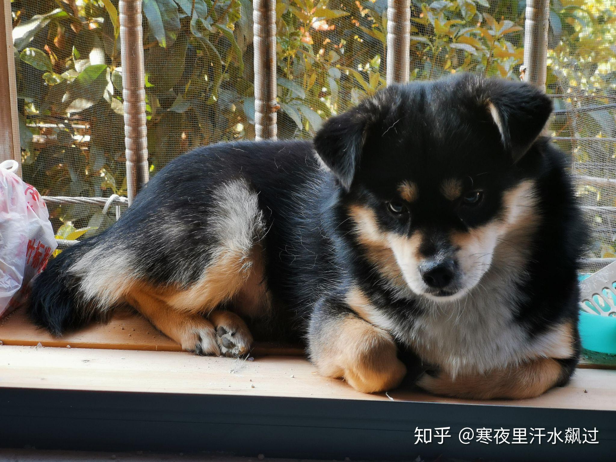 狗为啥喜欢挨揍 v2-90a999aea2666eac8797825ab793b086_r.jpg