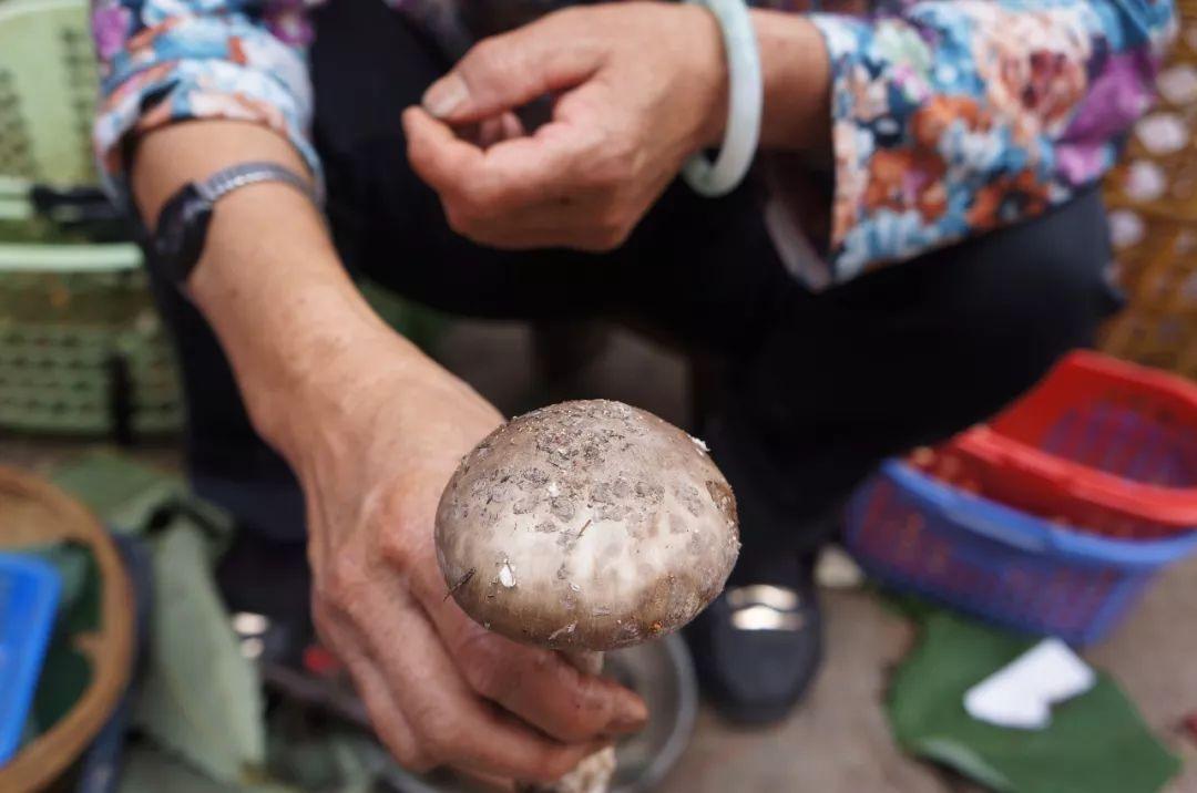 是社会人就去云南吃毒蘑菇