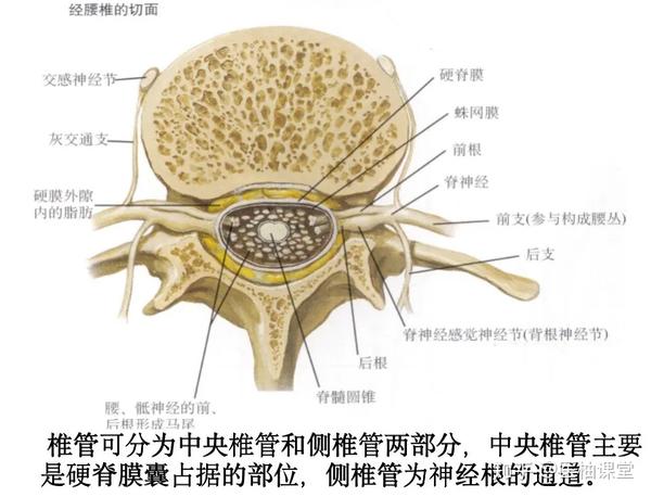 脊柱超详细解剖,高清图文版 - 知乎