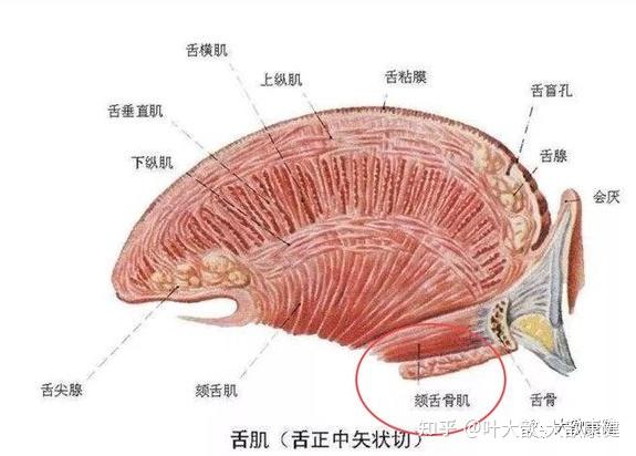 从解剖看双下巴自我调整 - 知乎