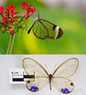 啥是小蝴蝶 v2-90b78f6b9671616ccef52f071953b232_b.jpg