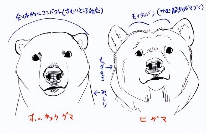 我们来看看变形熊的身体结构.99脖子的底部很厚.99手掌着地.