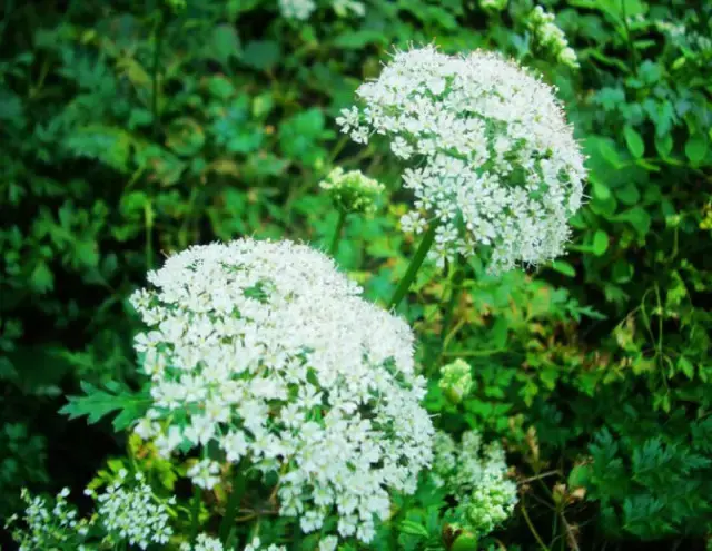 每天最少学一味中药-川芎