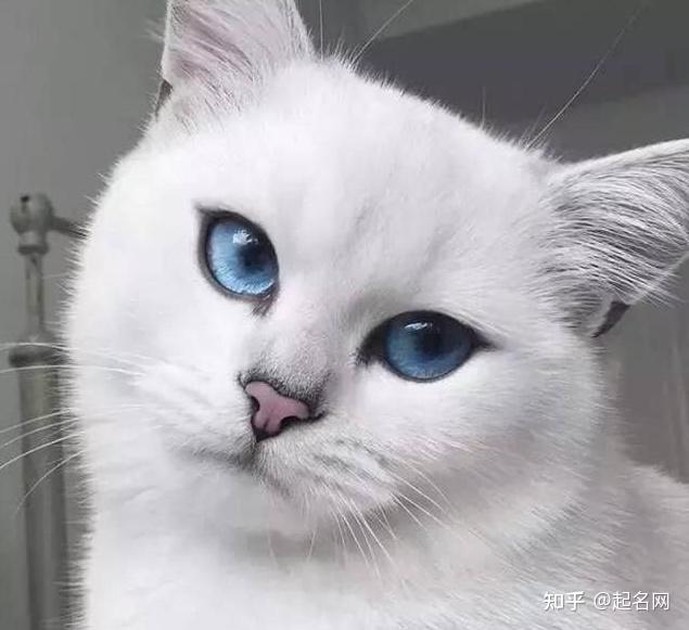 68个霸气中略带“沙雕”的猫咪名——公猫版 - 知乎