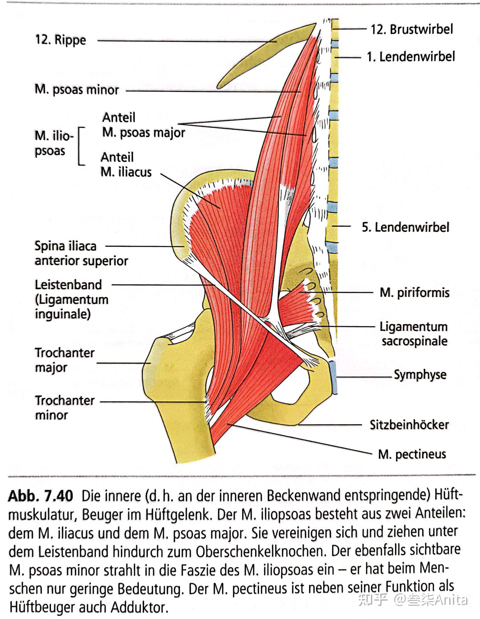 髋关节内旋的肌肉图片