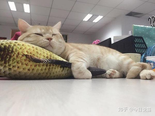 猫咪为什么对猫薄荷如此痴狂 知乎