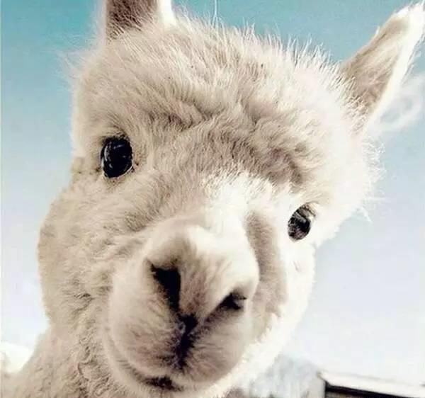 羊驼alpaca