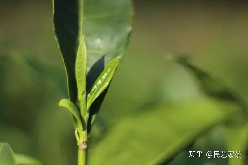茶树枝条的异质性 - 知乎