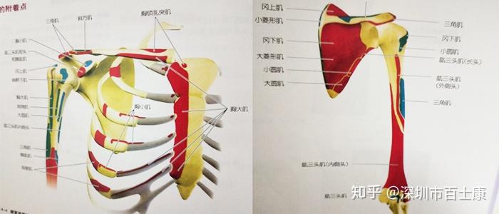 内热针结合手法治疗肩周炎的临床应用 - 知乎