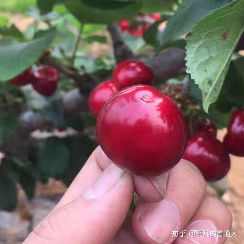 樱珠树苗的心酸 - 知乎