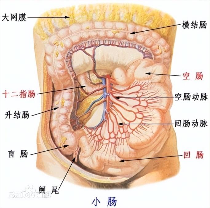 通过口腔,食道和胃的长途跋涉,食物来到了小肠