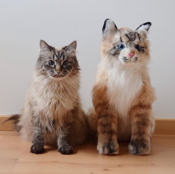 吸猫大会:缅因混血猫june