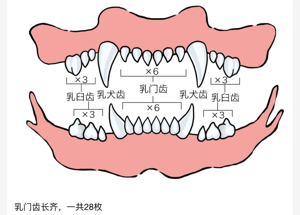 如何判断宠物的年龄?