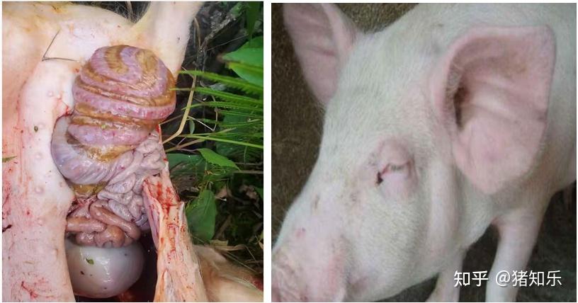 猪水肿病的诊断与防治