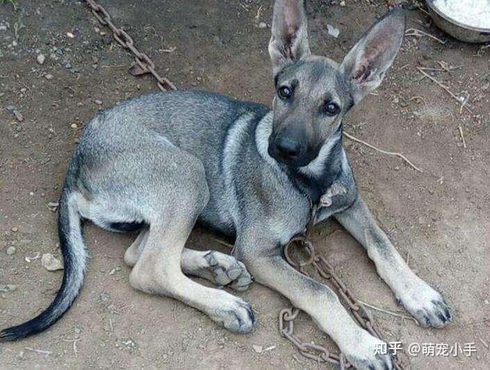 为何狼青犬那么“棒”?饲养的人却越来越少 - 知乎