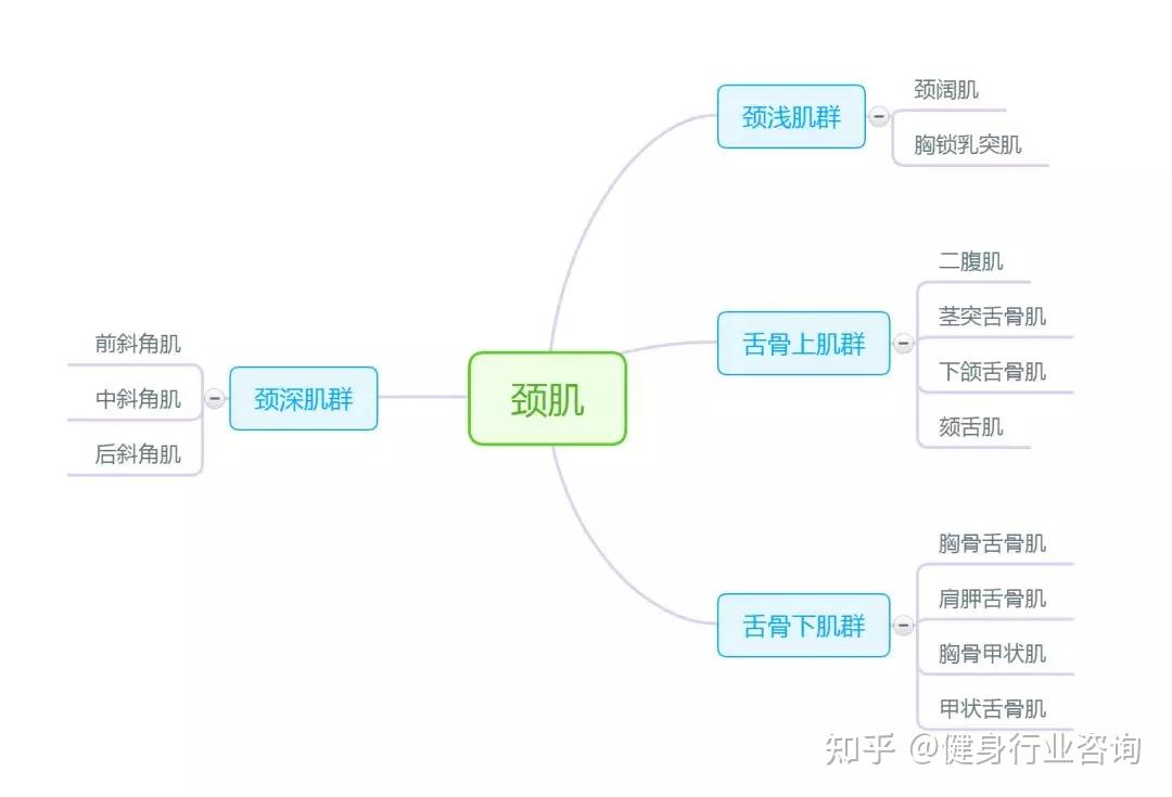 史上最强解剖学思维导图——运动系统,值得转发,收藏