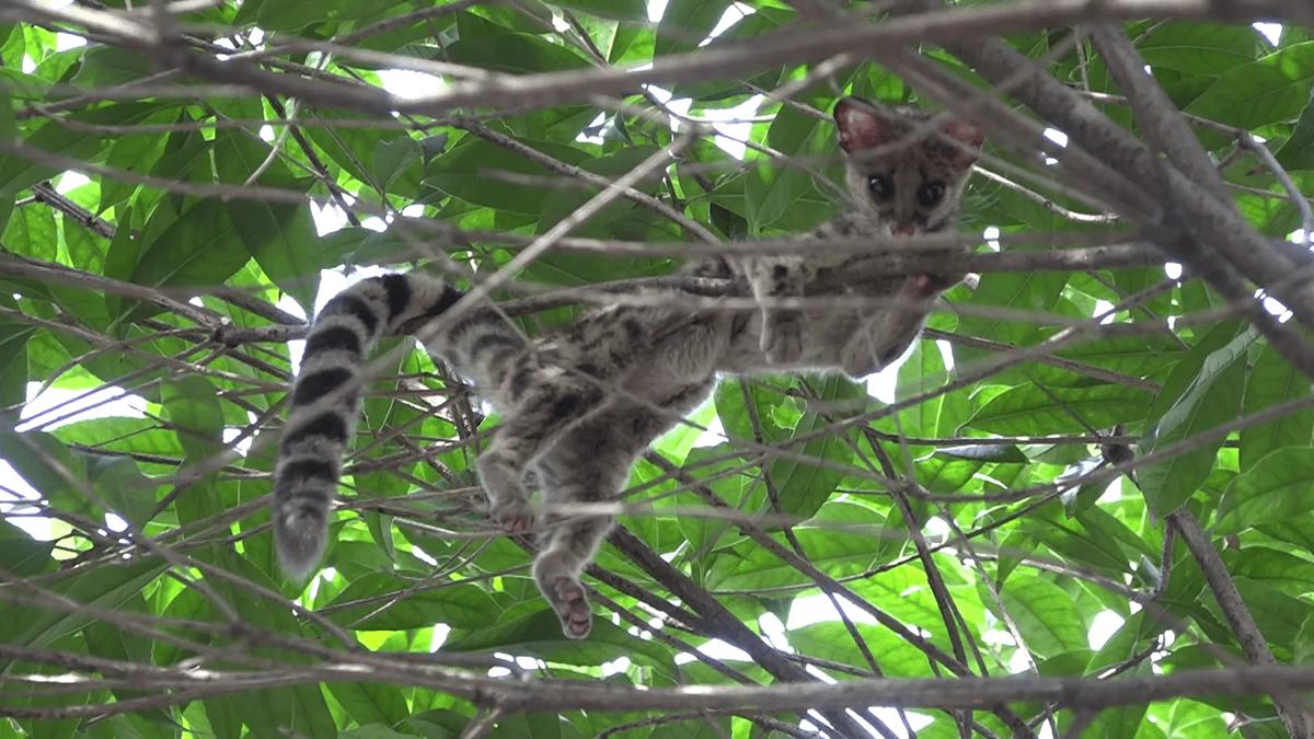 七间狸生活独特,昼伏夜出