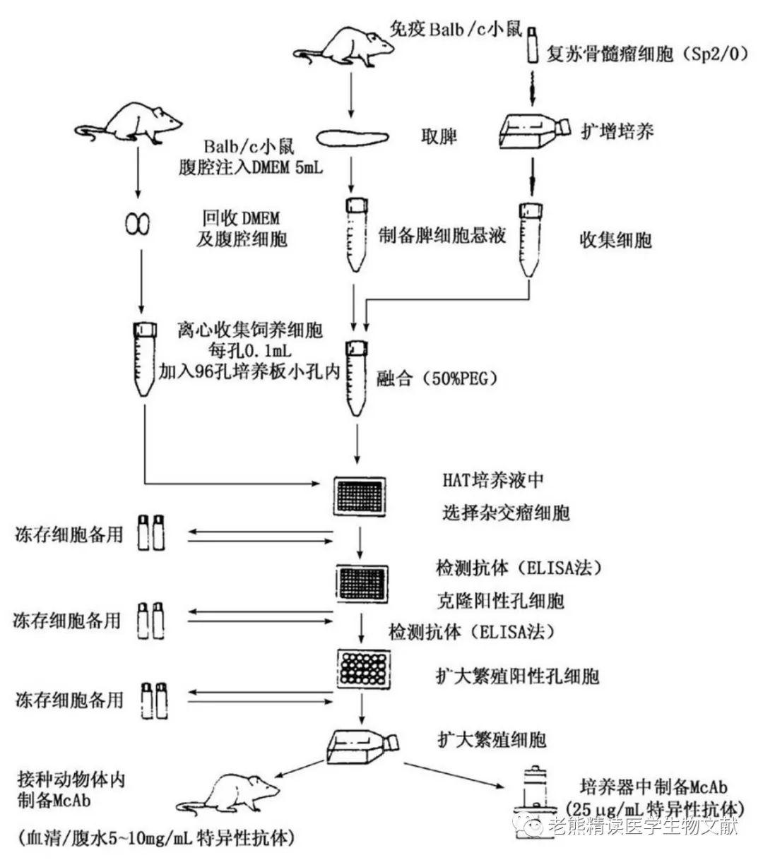 杂交瘤技术制备单克隆抗体的基本原理 筛选原理