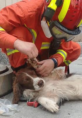 汶川地震最後一條搜救犬昨天離世1歲時勇救13人