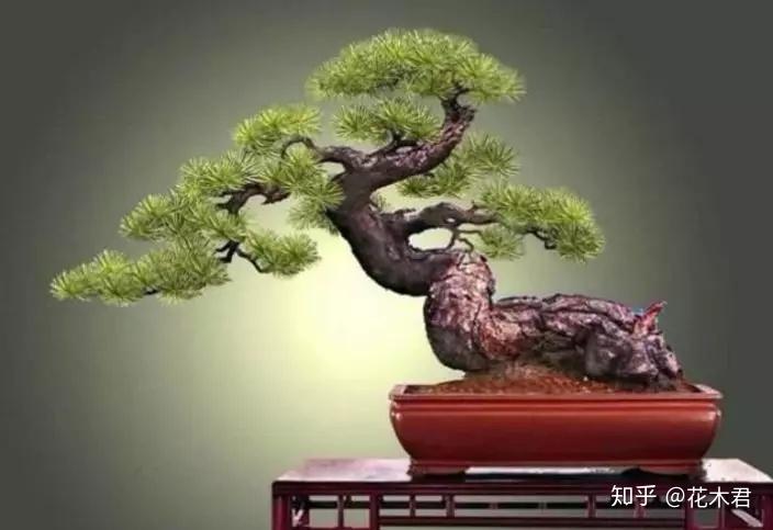 鬼斧神工赏盆景之九临水式盆景