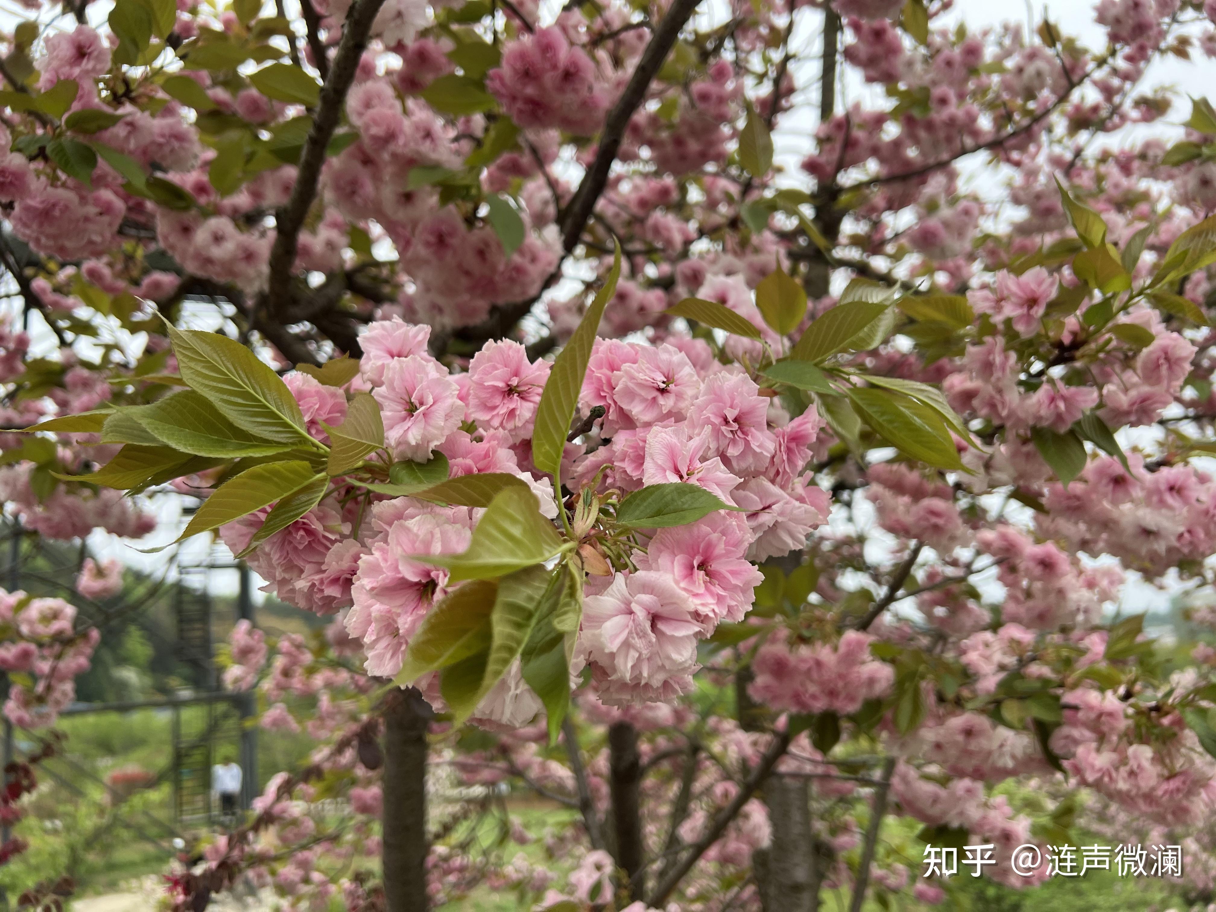 绵阳樱花谷风景区图片