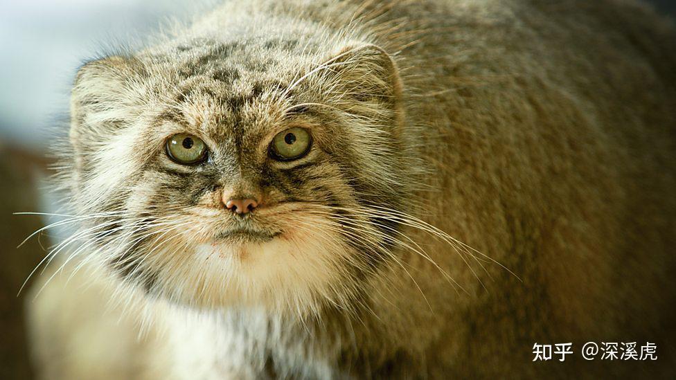 非典型bbc作品大猫日记