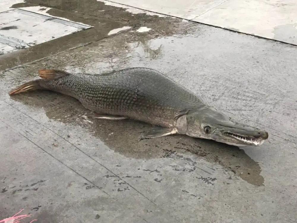 鳄雀鳝是外来物种,号称"生态杀手"
