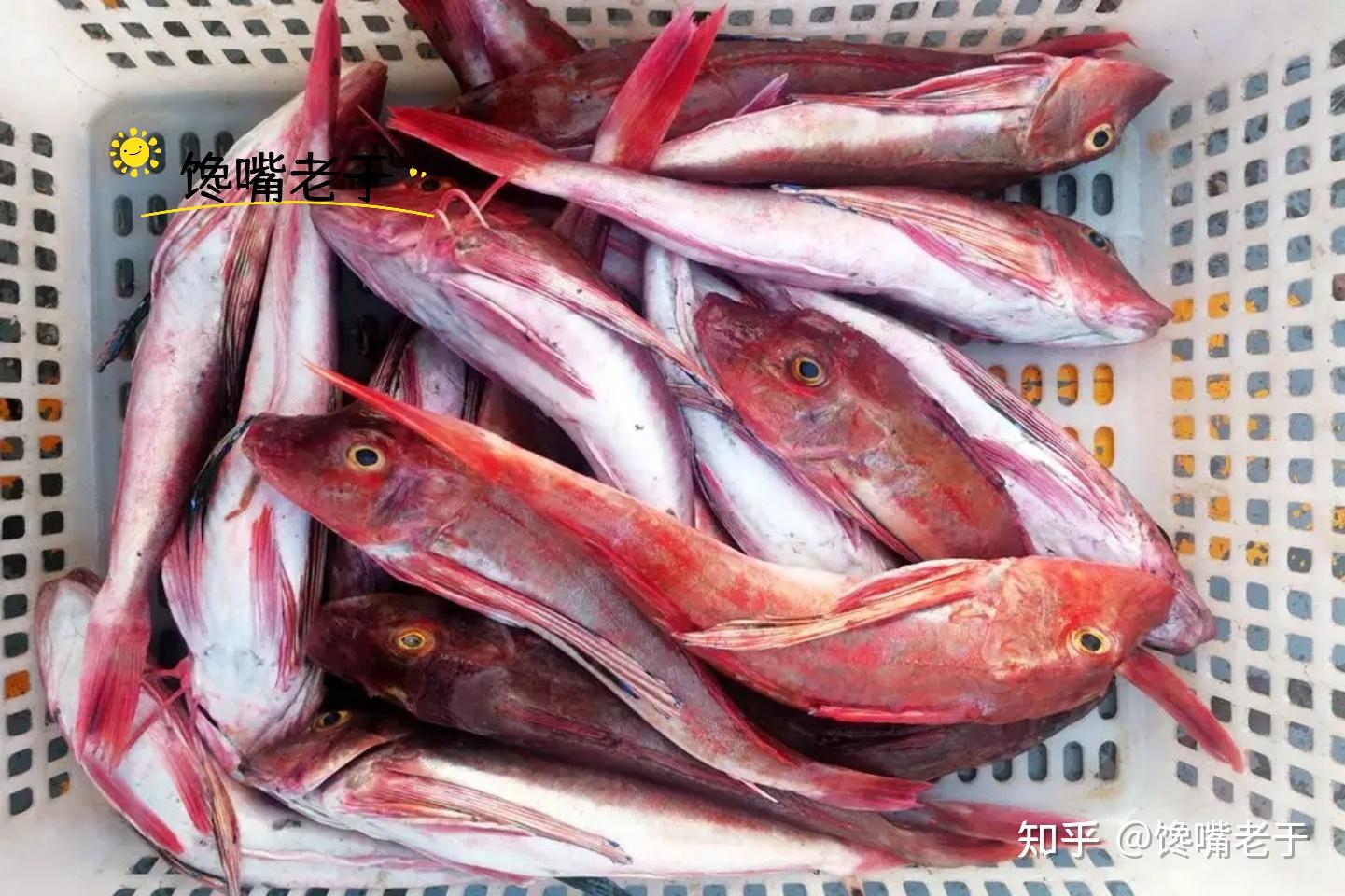 活胖头鱼图片,海胖头鱼图片,鲢鱼和鳙鱼的区别图片(第8页)_大山谷图库