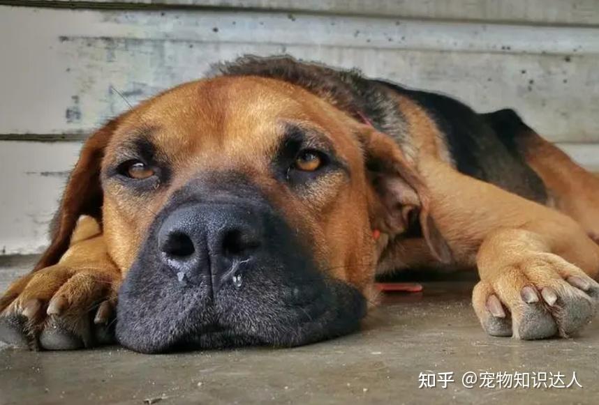 狗狗身体难受的表现主人一旦发现就不要轻视了