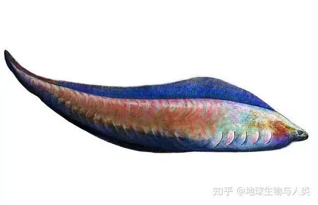 【鱼类全系列】无颌总纲—昆明鱼目(下) - 知乎
