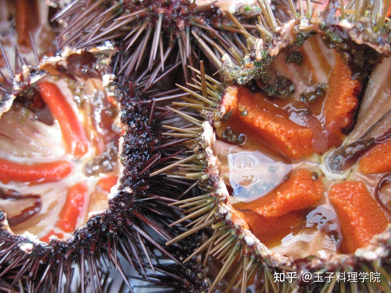 海胆吃的是什么部位?海胆里面黑色的能吃吗?
